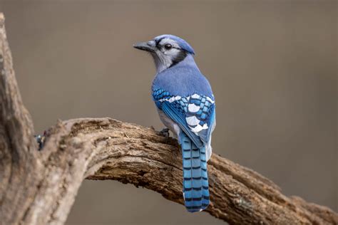 The Blue Jays’ eye.